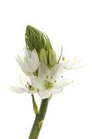 Southern wind lily Ornithogalum thyrsoides