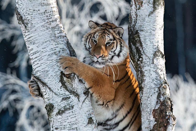 Tiger auf dem Baum von HB Photography