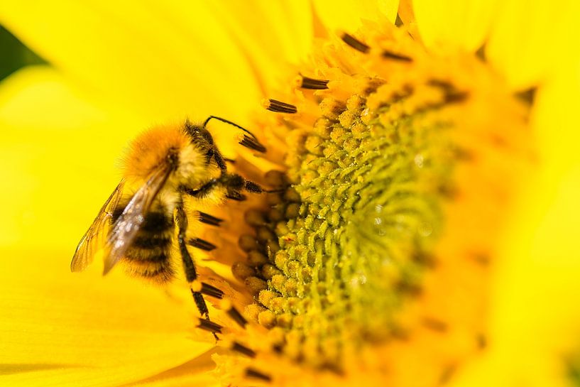 Abeille assise sur un tournesol en été par Sjoerd van der Wal Photographie
