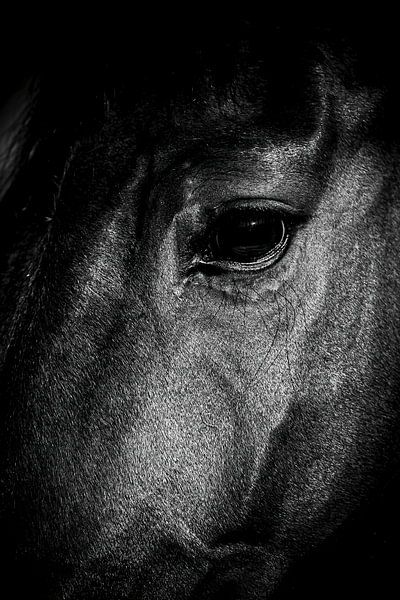 Bekijk zwarte hengst van Dieter Walther