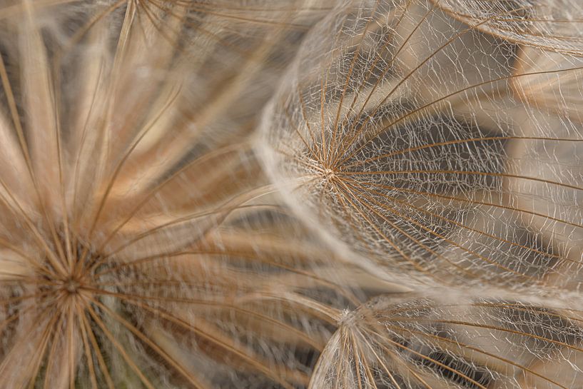 Un morceau de peluche naturelle : gros plan par Marjolijn van den Berg