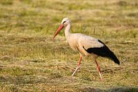 Stille auf der Wiese