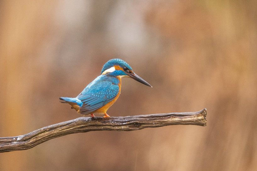 Un martin-pêcheur à l'affût des poissons par Gert Hilbink