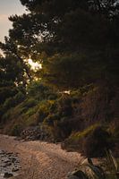 Where the forest kisses the water