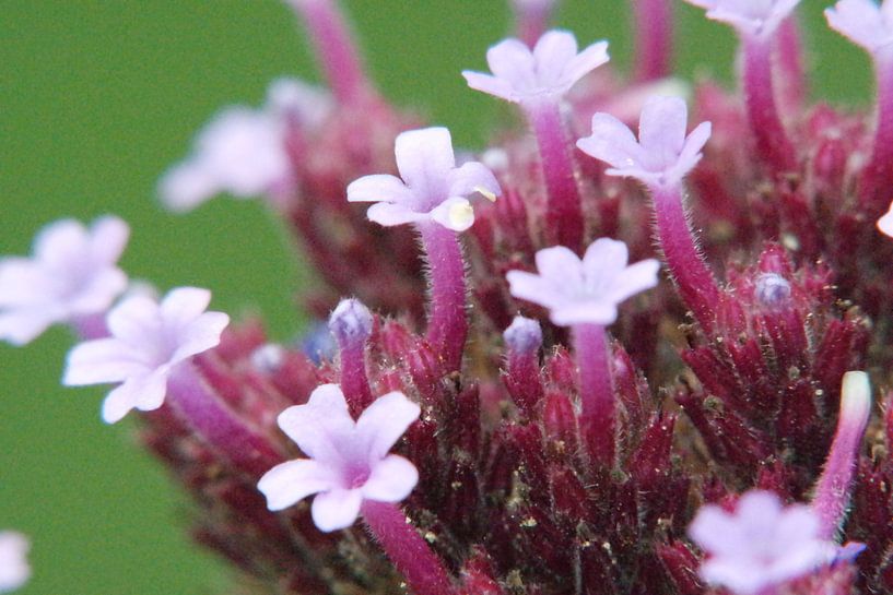 plant by NanKee Fotografie 