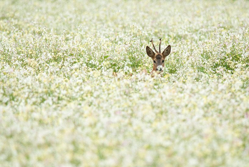 Kiekeboe by Thijs van den Burg