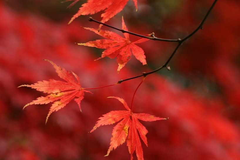 Automne par Carla Mesken-Dijkhoff