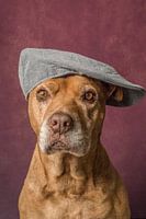 Süßer alter Pitbull Portraithund mit Mütze 