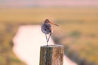 Grutte in the polder