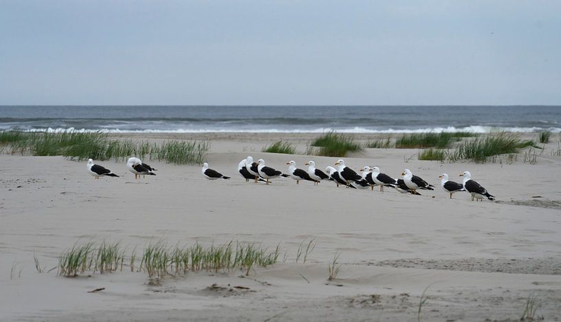 Les mouettes sur la plage de Terschelling par Jeannette Kliebisch