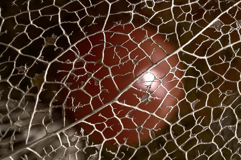 Gros plan sur la nature : la petite lanterne (Physalis) se décompose lentement par Marjolijn van den Berg