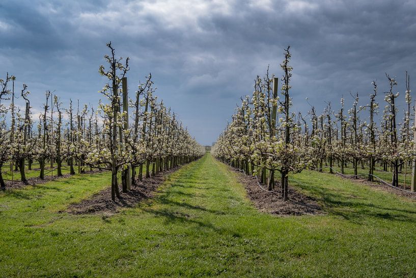 Fruitboomgaard met fraaie lucht von Moetwil en van Dijk - Fotografie