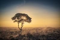 Le champ de bataille