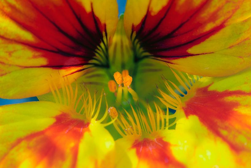 Indian cress by Jan van der Knaap