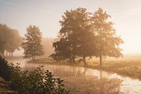 Trees on the waterfront