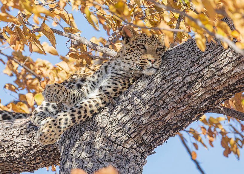 Leopard at rest by Lennart Verheuvel