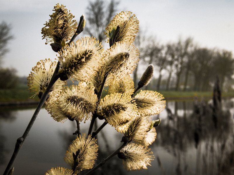 willow in spring by Peter Bouwknegt