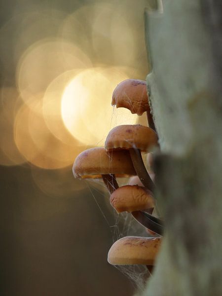 On velvet feet by Natuurfotografie_simoneopdam