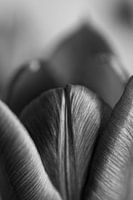Tulipe noir et blanc 3