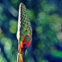 one aloe flower bud mixed media