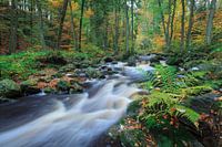 Herfstrivier met varen