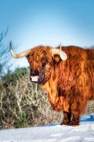 Porträt eines schottischen Highlanders