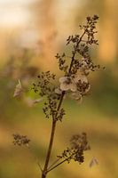L'humeur de l'automne