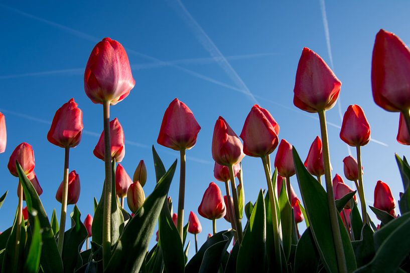 Rode tulpen in de ochtendzon par Arjen Schippers