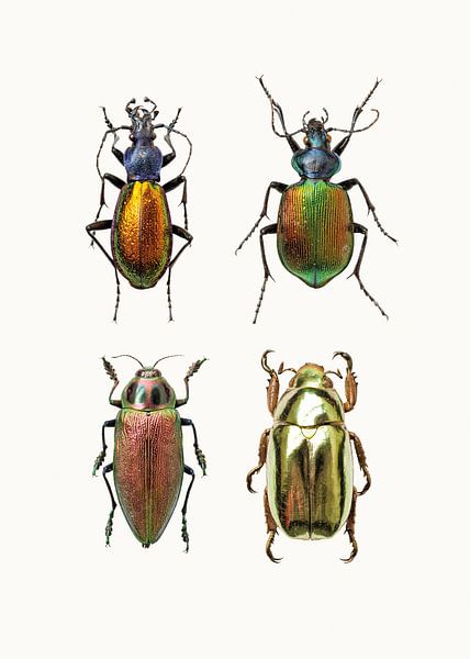 Varietätenkabinett_Insekten_09 von Marielle Leenders