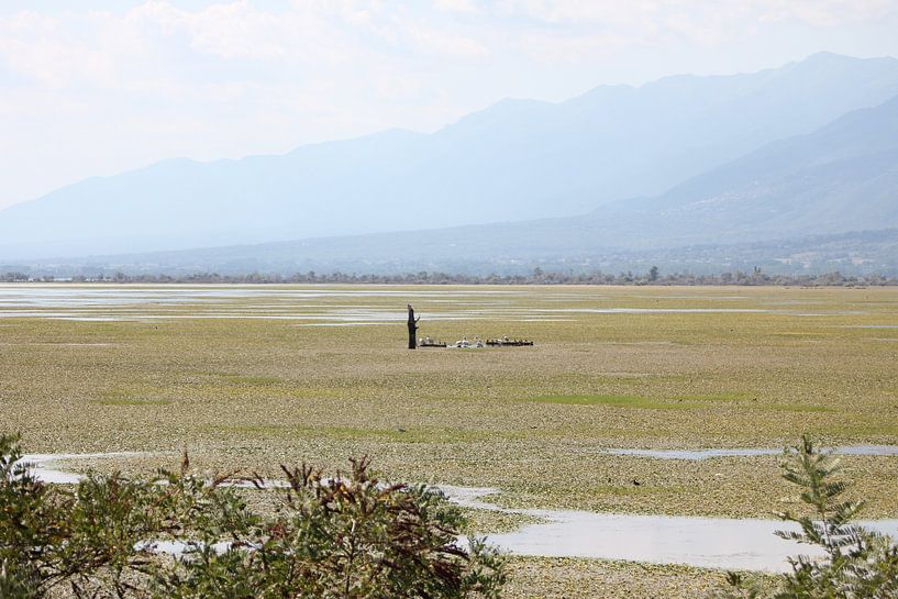 Lac Kerkini - souche d'arbre avec des oiseaux dans le lac par ADLER & Co / Caj Kessler