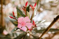 Pink flower from Portugal