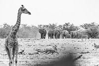 Die Elefanten kommen! | Naturfotografie Wildlife Schwarz-Weiß