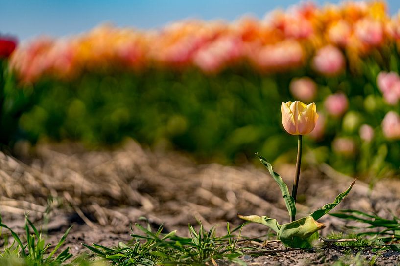 Les tulipes à Texel - Lonely par Texel360Fotografie Richard Heerschap