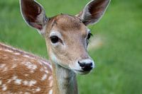 Eine junge Hirschkuh im Gras