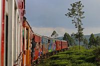 Treinrit door de theevelden van Sri Lanka