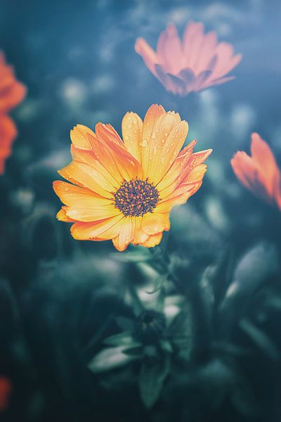 Nahaufnahme von Tulpen, Lilien und Rosen im Bokeh-Effekt. Stilvolle Atmosphäre voller Schönheit und Melancholie. von Jakob Baranowski - Photography - Video - Photoshop