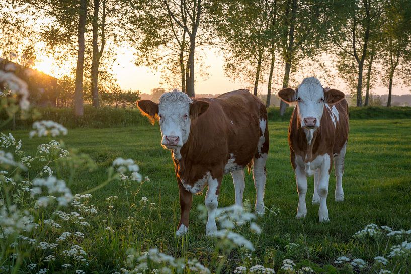 Cows in the Brugse Ommeland (Damme, Belgium) at sunset by Nele Mispelon