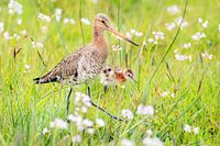Black-tailed godwit with chick in a meadow