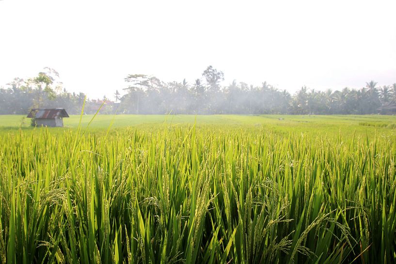 Reisfeld par Iris Volkmar