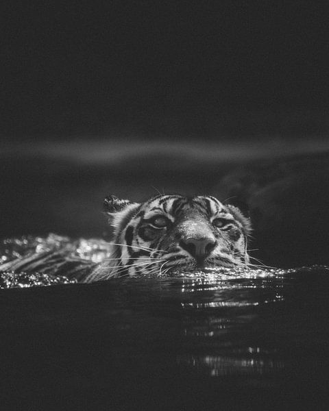 Portrait en noir et blanc d'un tigre nageant au zoo australien par Ken Tempelers