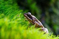 Frosch auf grünem Gras