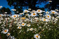 Beautiful beautiful white daisies in the field