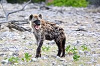 Hyena, photo from Africa