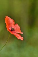Close up of a poppy