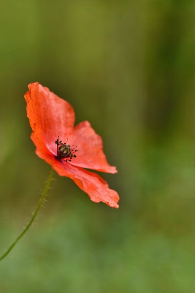 Close up of a poppy by Shutterbalance