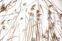 Schilf von unten gesehen