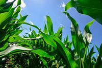 Nederland, Maisbladeren