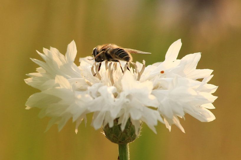  Cornflower weiß Friesland von Fotografie Sybrandy