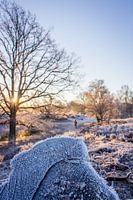 Bevroren ochtend wandeling