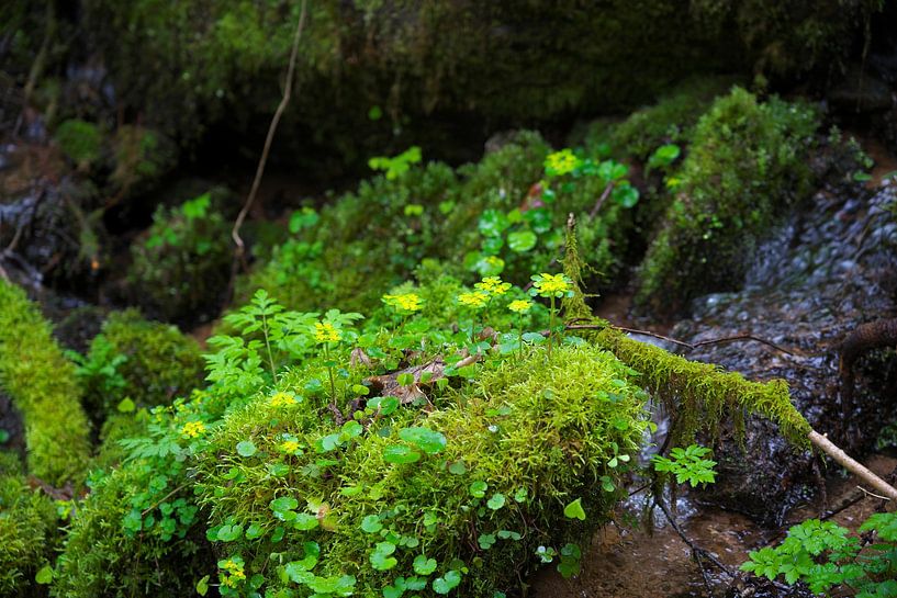 Flowers by Daniel Dorst